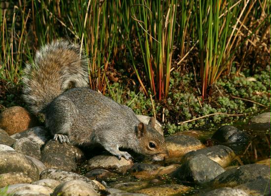 Grey Squirrel <i>Sciurus carolinensis</i>